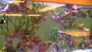 Nemours Childrens Hospital Custom Aquarium [upl. by Nabois]