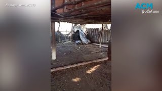 Giant python eats whole cow alive [upl. by Hale]