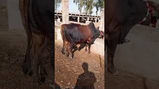 For Sale Bakra Eid 2025 shortvideo cow bull [upl. by Yesnnyl]