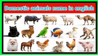 Domestic animals name  pet animals name  Names of domestic animals with pictures [upl. by Yadroc]