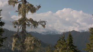 Kayaking Tshletshy Creek WA Olympic Peninsula [upl. by Assetniuq]