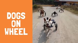 Disabled dogs run freely in Thailand with help from wheels [upl. by Bough]