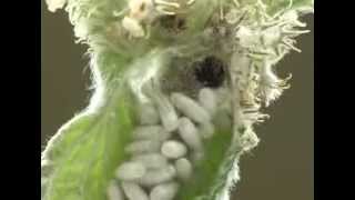 Braconidae  Cotesia cocoons on a caterpillar of Carcharodus boeticus [upl. by Sirtimid769]