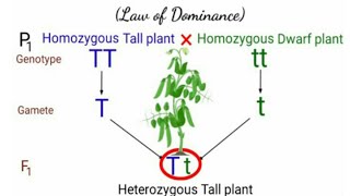 Genetics  Mendels Law of Dominance  Pravin Bhosale [upl. by Allmon]