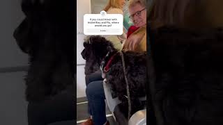 Exclusive André Rieu’s Travel Diaries with His Orchestra amp Dog FloAndréRieuProductionsBV [upl. by Jodoin483]