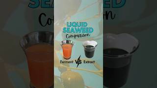 Liquid Seaweed Fertiliser Comparison Ferment vs Extract [upl. by Bard]