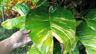 Easiest Way to Get Giant Pothos Leaves [upl. by Cleveland]