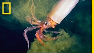 The Amazing Squid  Nat Geo Live [upl. by Sherburne]