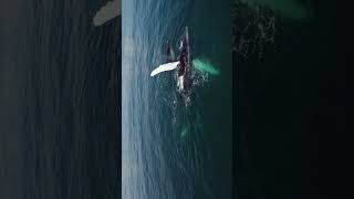 When Orcas Attack Whale S Happens [upl. by Noired]