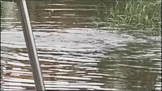 Fish in pallikaranai park chennai rain [upl. by Thaddeus]