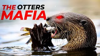 The Mafia Of Animals OTTERS  Animal Geographic [upl. by Amadeo]