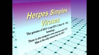 Microbiology lec 5  Herpesviruses [upl. by Daria524]