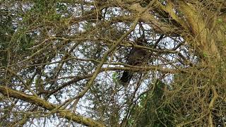 Currawong youngster being fed [upl. by Berget]