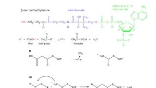 Fatty Acid Synthase [upl. by Agnimod]