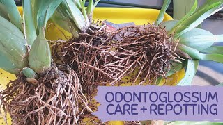 HOW TO GROW AND REPOT ODONTOGLOSSUM BASIC CARE TIPS ODONTOGLOSSUM [upl. by Estella498]