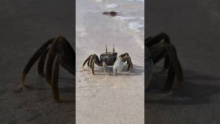 Zanzibar beach 🦀 africanbeach youtubeshorts africansafari [upl. by Saile]