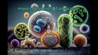 Protozoa Important point  General Characteristics  Neet  Class 11  NCERT  Protozoans MCQ [upl. by Mirisola]