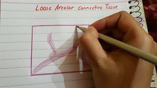 Loose Areolar connective tissue histology [upl. by Yeniffit]