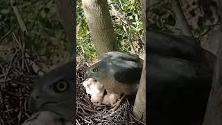 Tiny Talons The First Days of Falcon Babies shorts ytshorts [upl. by Lletnohs]