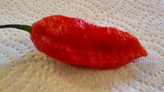 The quotBhut Jolokiaquot Ghost Pepper grown by Ed Currie PuckerButt Pepper Company [upl. by Borman]