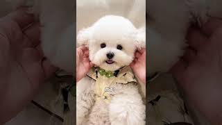 Pets Gone Wild Bichon Frise Takes the CUTENESS Crown [upl. by Nosnevets663]