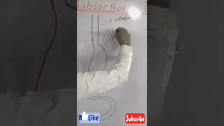 How to draw diagram of esophagus stomach and small intestine [upl. by Lirrehs]