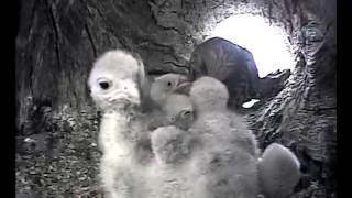 Kestrels in Their Nest Box  Discover Wildlife  Robert E Fuller [upl. by Aeresed]