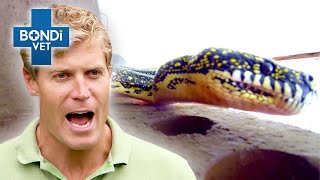 6ft Snake Rescued From Terrified Familys Roof 🐍  Bondi Vet Clips  Bondi Vet [upl. by Naud]