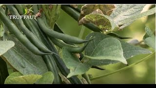 Comment planter des haricots verts au potager  Truffaut [upl. by Nemzzaj353]