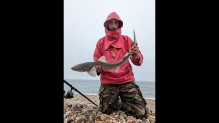 Slapton  Smooth Hound [upl. by Okomom]