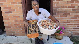 Onion and Potato Harvest [upl. by Brittaney]