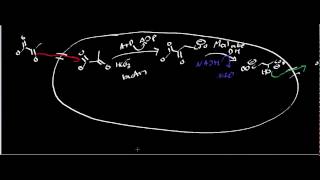 Biochemistry  Oxaloacetate Metabolism [upl. by Sulrac]