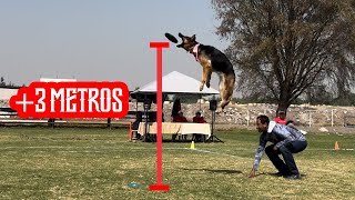 los PASTOR ALEMÁN pueden ¡VOLAR Malinois Border collie Disc dog y mucho más [upl. by Aivizt]