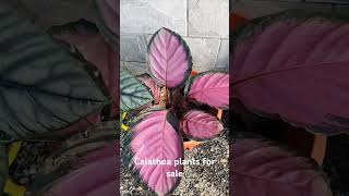 Calathea plants for sale  Contact 8848548939 plants flowers garden nature shorts whatsapp [upl. by Llewej]