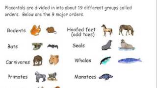 Mammal Classification [upl. by Horst]