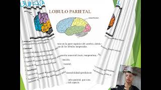 NEUROPSICOLOGIA LOBULOS CEREBRALES [upl. by Rola]