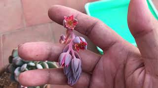 MY BEAUTIFUL PACHYPHYTUM  SUCCULENT CARE TIPS [upl. by Can]