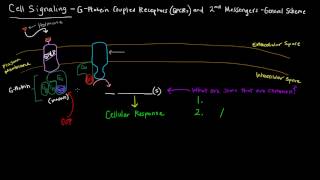 G Protein Coupled Receptors Part 1 of 2  2nd Messengers  General Scheme [upl. by Danit]