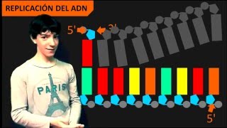 Replicación del ADN  Introducción [upl. by Lona]