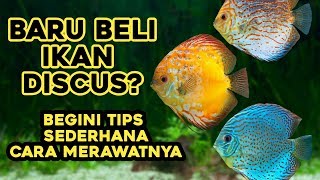 5 IKAN DISCUS TERPOPULER ‼️JENIS IKAN DISKUS MURAH TAPI CANTIK ‼️ [upl. by Tlevesoor677]