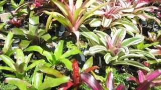 Neoregelia bromeliads explained care sun tolerance growth habit [upl. by Yznil]