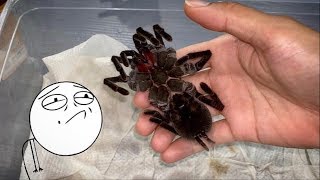 SAD DAY  My BIG AGGRESSIVE TARANTULA is DEAD [upl. by Eanal708]