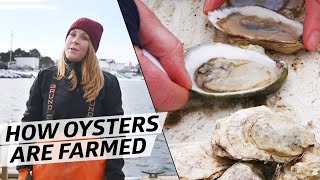 What It Takes to Farm 10000 Oysters a Week in Freezing Temperatures — How to Make It [upl. by Suertemed]