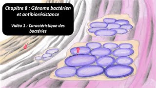 Chapitre 8  Génome bactérien et antibiorésistance Vidéo 1 Révision bac général bio éco [upl. by Akialam697]