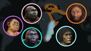 Seven Million Years of Human Evolution datavisualization [upl. by Koetke]