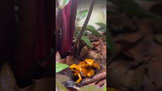 Phyllobates Terribilis Orange Blackfoot calling [upl. by Baumann]