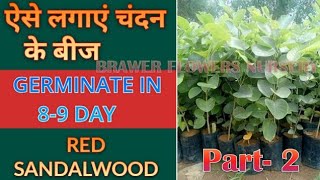 How to grow Red Sandalwood Tree Seeds लाल चंदन के बीज कैसे उगाएं Brawer Flowers Nursery [upl. by Iolanthe]