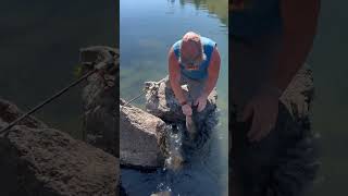 Beautiful rainbow trout Deschutes River [upl. by Gerty]