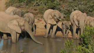 Amakhala Game Reserve  Elephant Waterbreak [upl. by Nnasor]