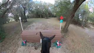 Tullymurry Fifi Open Preliminary  2024 Rocking Horse Winter I Horse Trials [upl. by Clio]